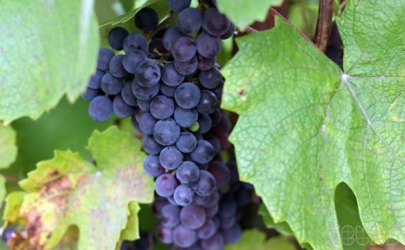 ​В 2015 году в Севастополе высадят более 150 гектаров виноградников